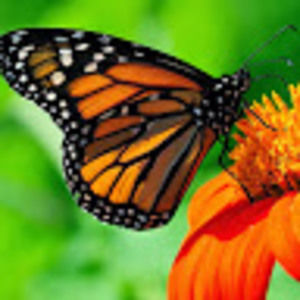 Meet your Posher, Patrice